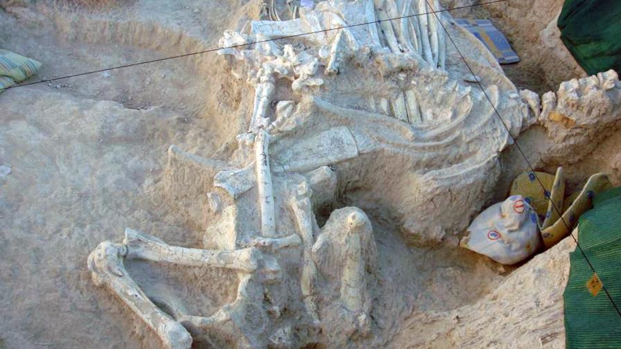 Describen una nueva especie de jirafa que vivió hace 9 millones de años