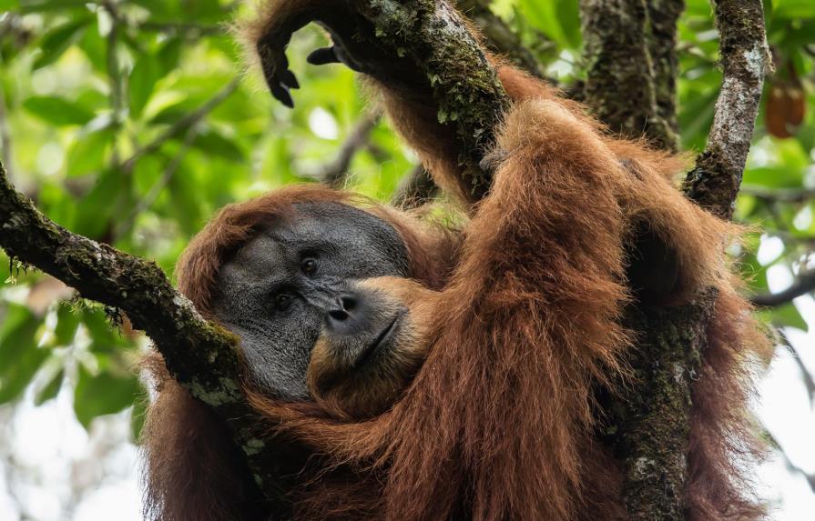 Descubren una nueva especie de orangután, formada solo por 800 ejemplares