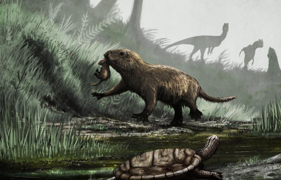 Los mamíferos se volvieron diurnos tras la extinción de los dinosaurios