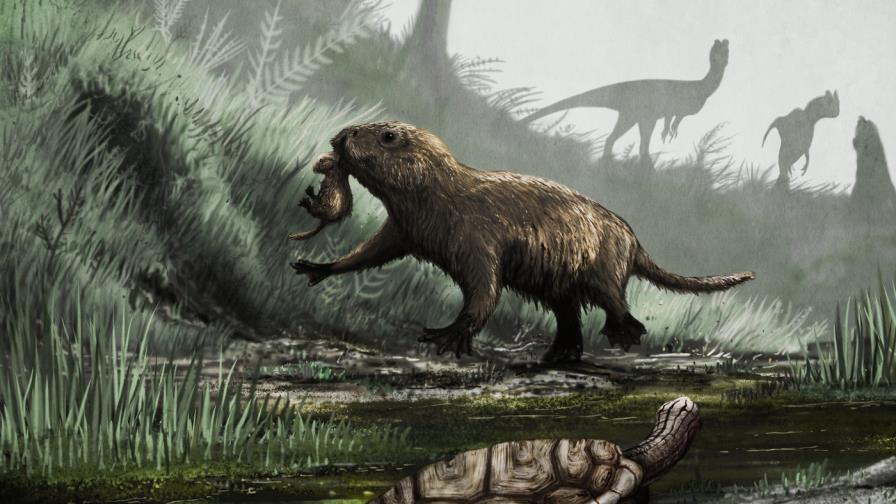 Los mamíferos se volvieron diurnos tras la extinción de los dinosaurios