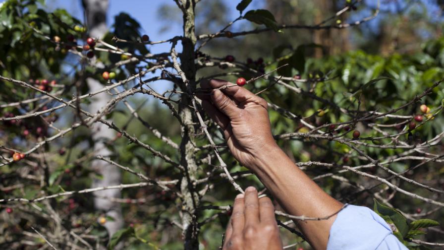 Caficultores protestan contra proyecto de Ley para la creación de Indocafe