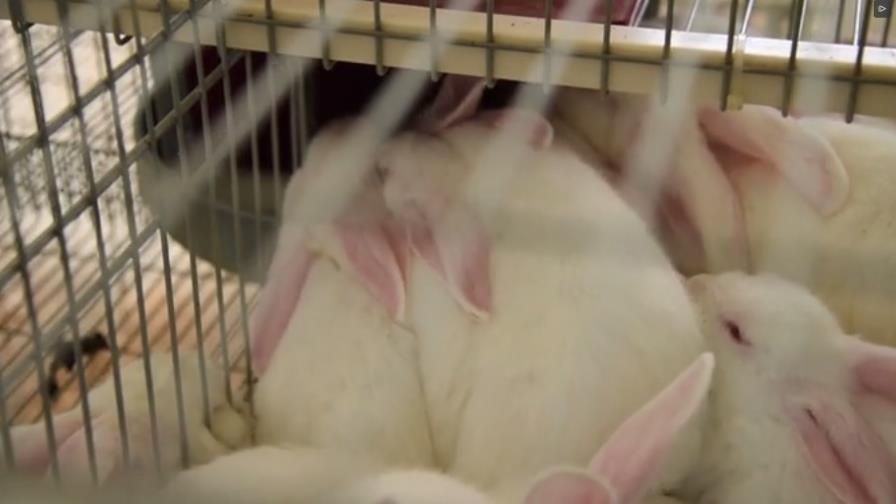 Gobierno polaco pide a la gente que procree como conejos Gobierno polaco pide a la gente que procree como conejos