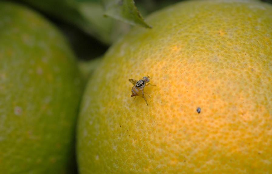 La mosca de la fruta ofrece una alternativa a los programas de reconocimiento