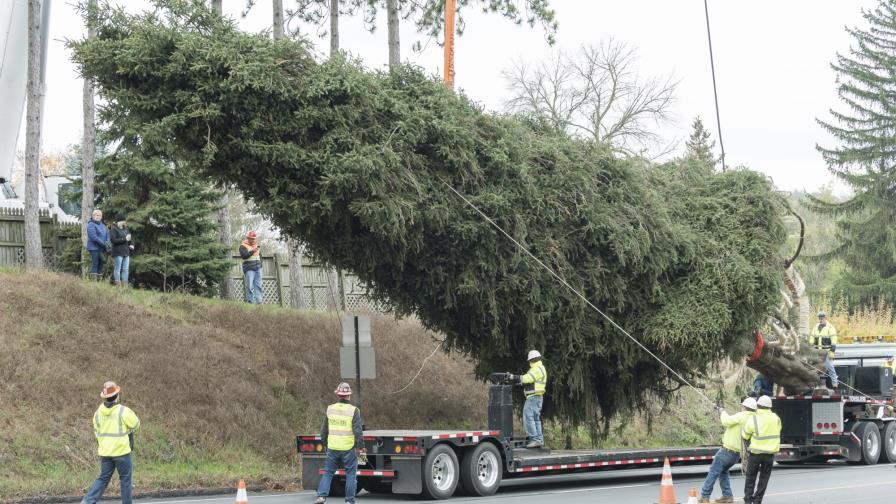 Árbol de Pensilvania adornará Rockefeller Center en Navidad