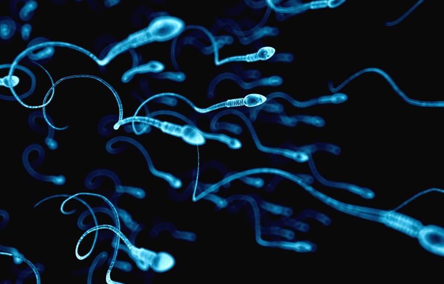 Un equipo científico descifra los acordes de los espermatozoides al navegar 