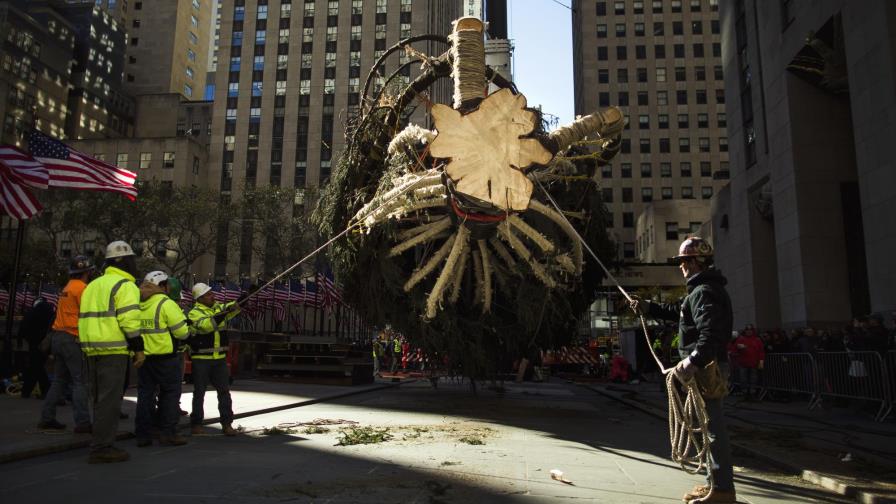 Colocan árbol de Navidad en el Rockefeller Center en Nueva York