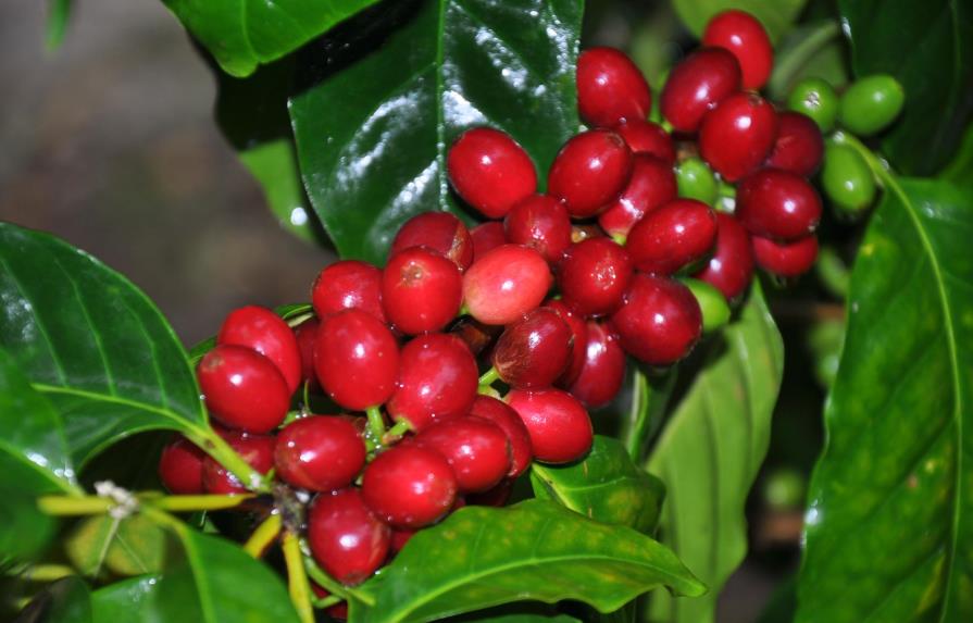 Instituciones presentan nuevas variedades de café resistentes a la Roya