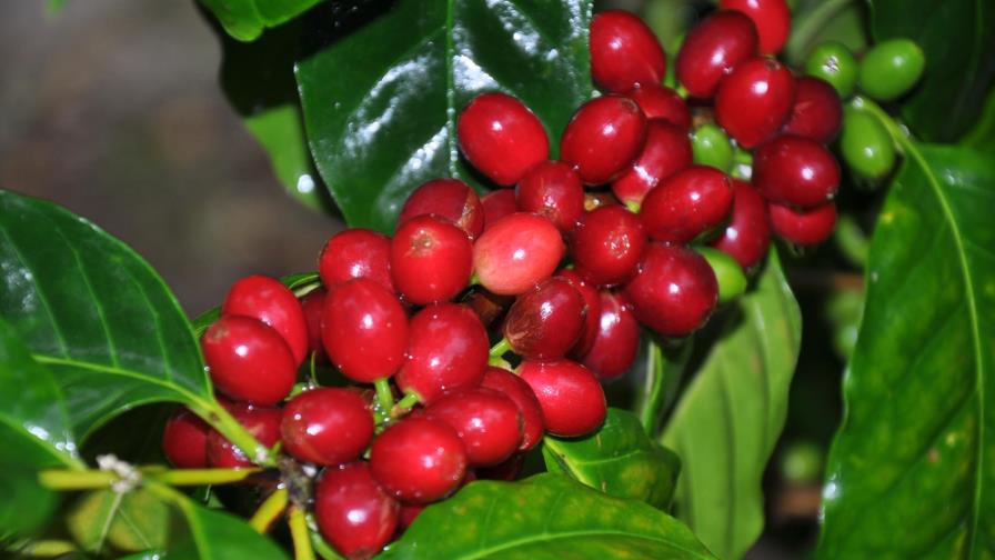 Instituciones presentan nuevas variedades de café resistentes a la Roya Instituciones presentan nuevas variedades de café resistentes a la Roya