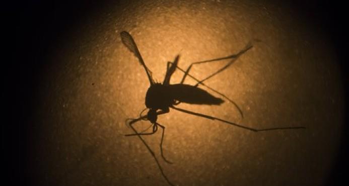 La protección contra el dengue puede funcionar también para el zika