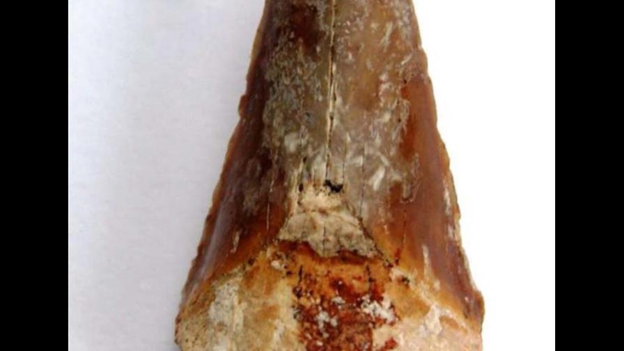 Hallan numerosos dientes de tiburones prehistóricos en zona central de Cuba