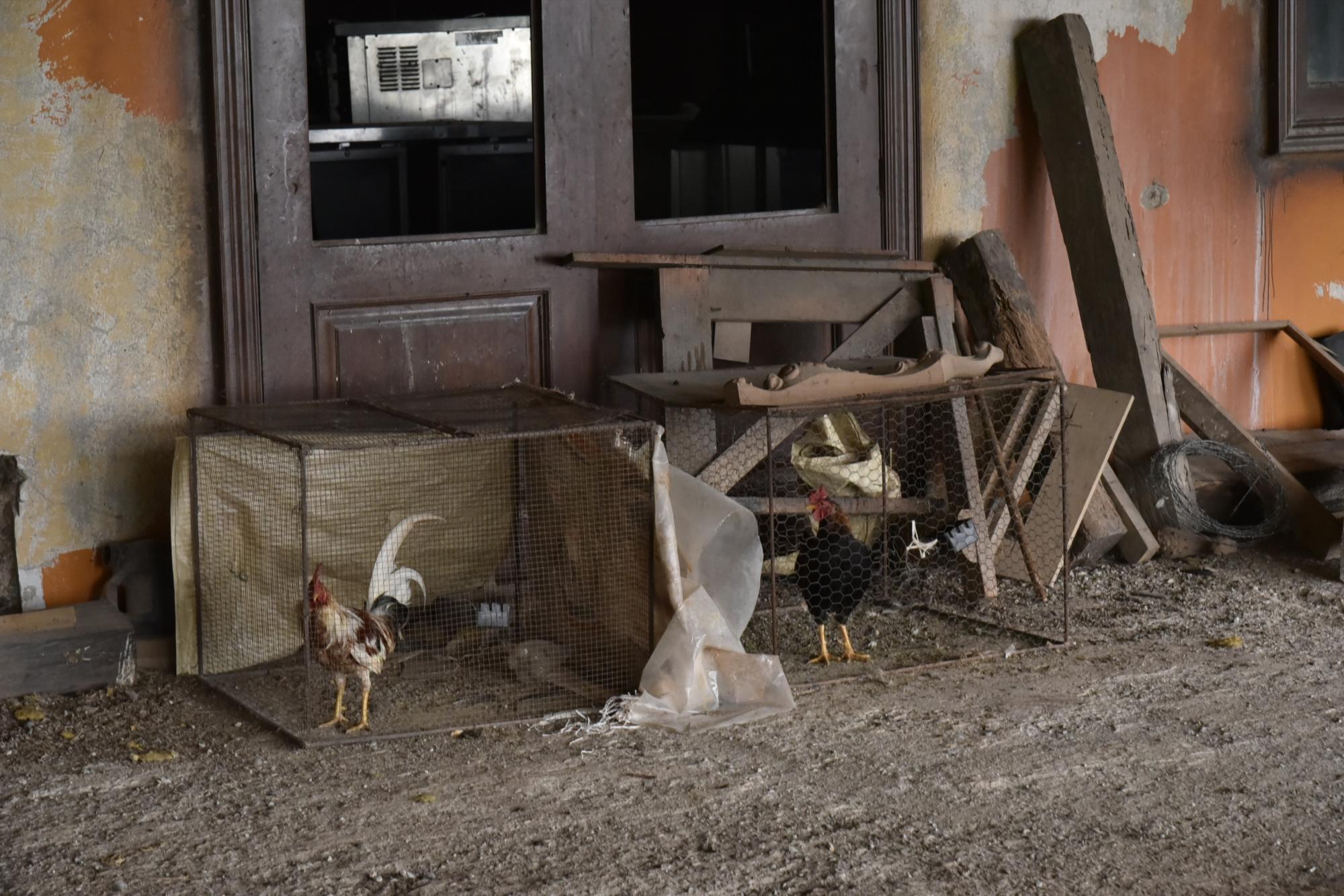 Gallos que se crían en algunos de los salones del hotel.