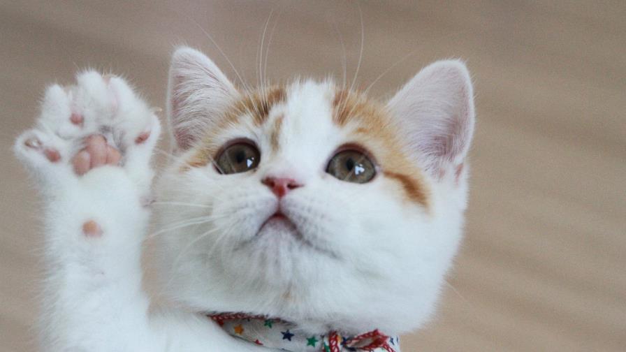 Condenan a un hombre a dos años y medio de prisión por matar a un gato