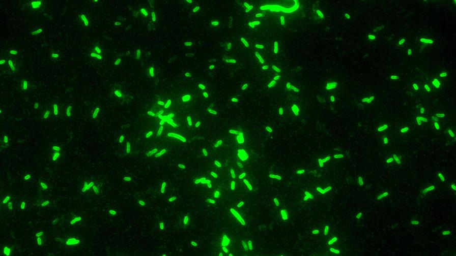 Científicos creen que nómadas introdujeron peste en Europa en Edad de Piedra Científicos creen que nómadas introdujeron peste en Europa en Edad de Piedra