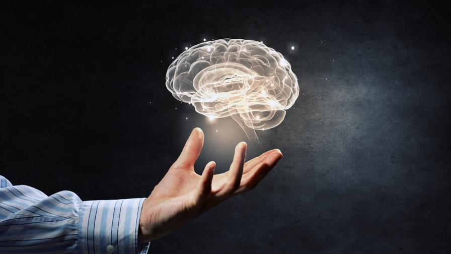 Sí, el cerebro es el órgano que da identidad a nuestra especie