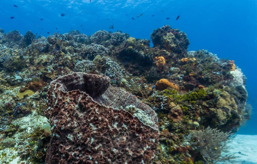 Arrecifes del sureste mexicano, amenazados por el cambio climático y la pesca 