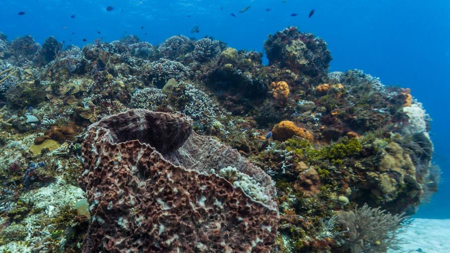 Arrecifes del sureste mexicano, amenazados por el cambio climático y la pesca 