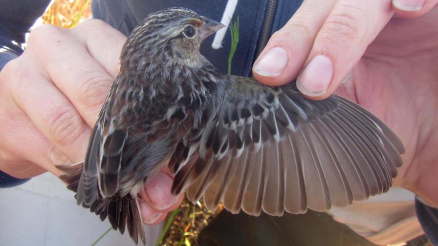 Poca esperanza de vida a gorrión de Florida, al que sobreviven 20 ejemplares 