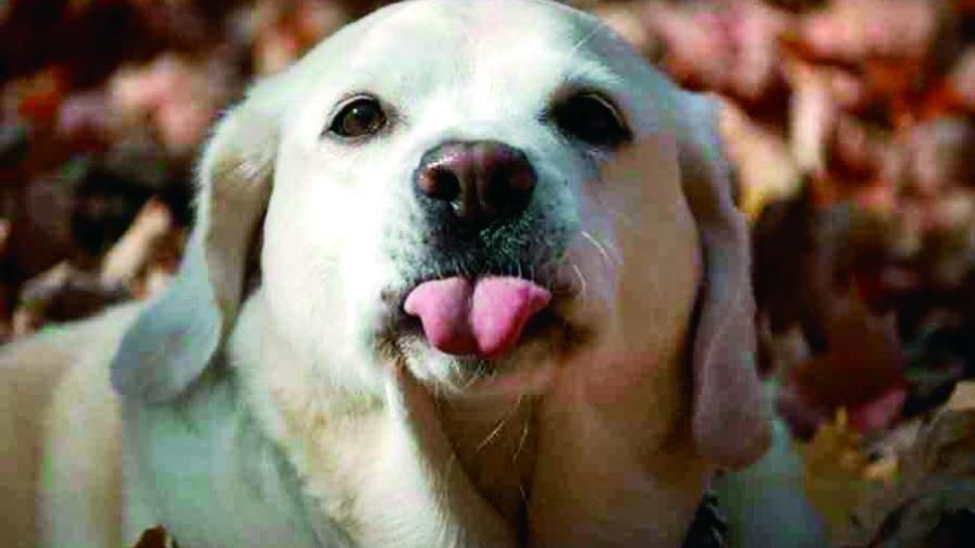 Importancia del pedigree