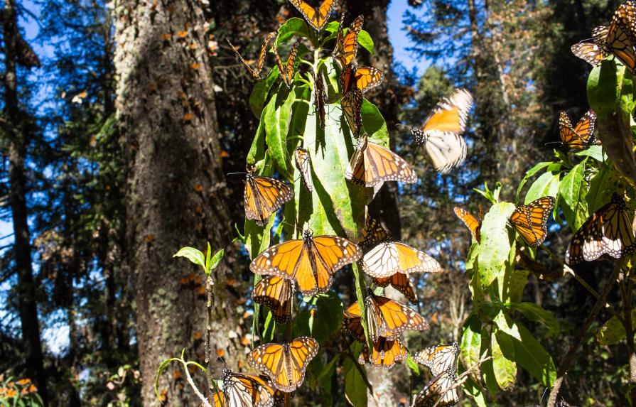 Científicos urgen a Gobierno mexicano a detener tala en reserva de mariposas 