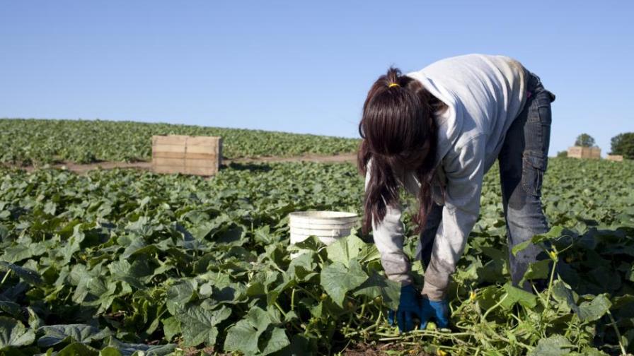 Agricultura de Washington sufre por falta de inmigrantes