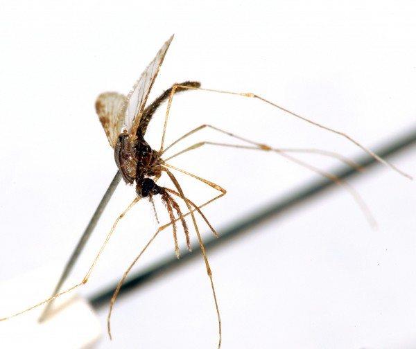 Se estanca la lucha global contra malaria