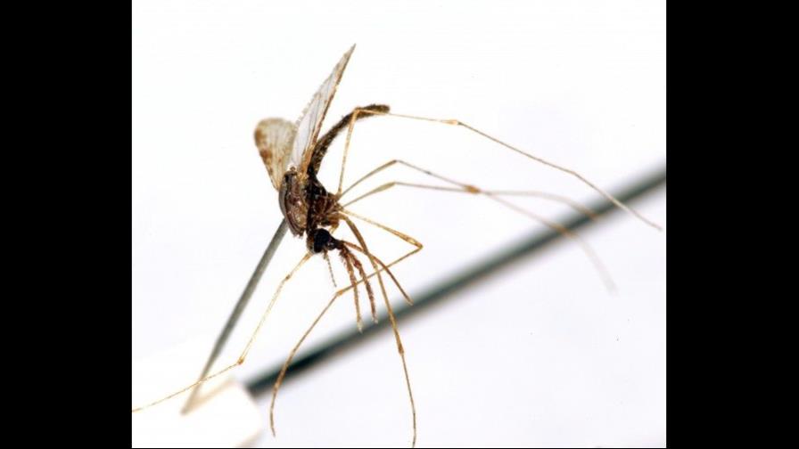 Se estanca la lucha global contra malaria