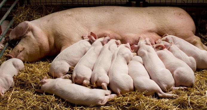 Cuba espera superar récord de 190,000 toneladas de carne de cerdo este año