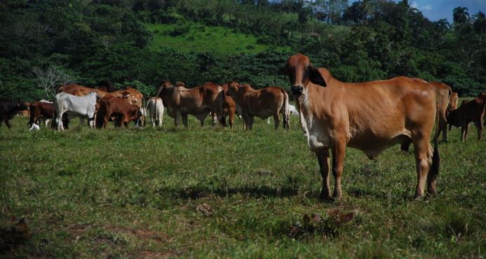 FAO lanza aplicación para controlar enfermedades animales en República Dominicana y otros países  