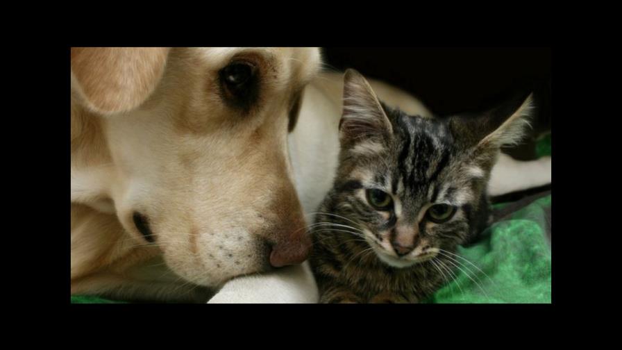 Estudio revela por qué los perros son más inteligentes que los gatos 