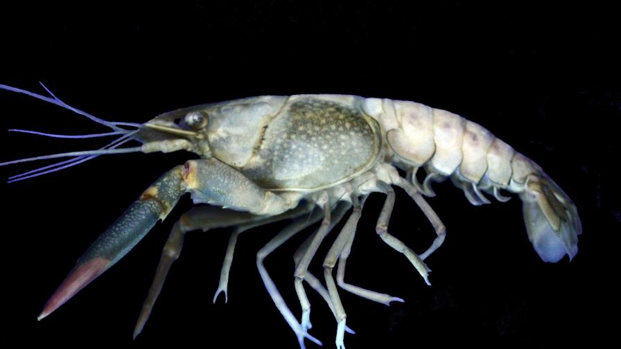 Costa Rica registra adaptación de langosta australiana en ambiente natural