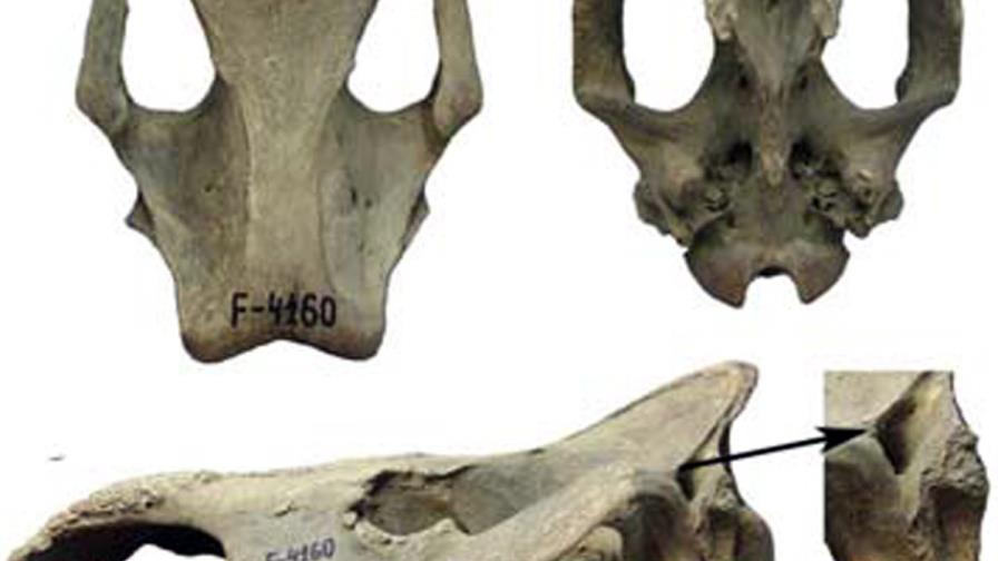 Rinoceronte de más de 50.000 años enseña un clima siberiano similar al actual