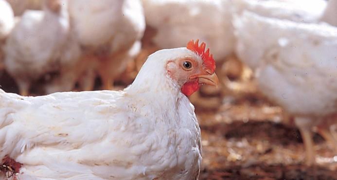 Sector avícola podría tener pérdidas millonarias por protesta de Fenatrado