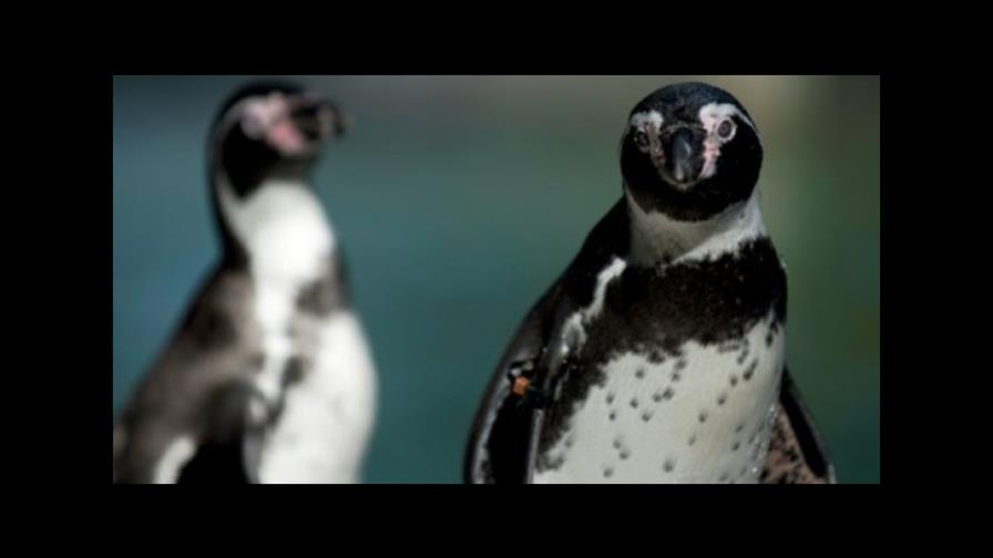 Pingüino prehistórico tenía el tamaño de un ser humano