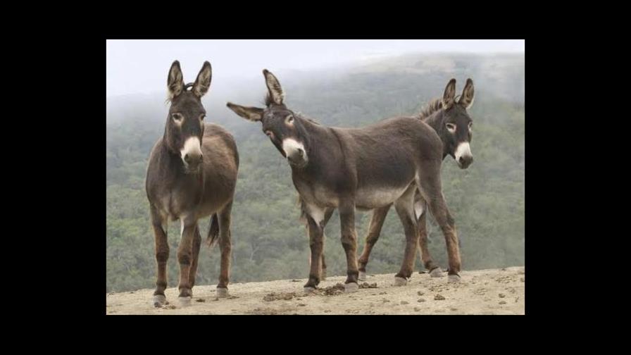 Una ciudad turca jubila a tres burros recoge basuras con música de Mozart 