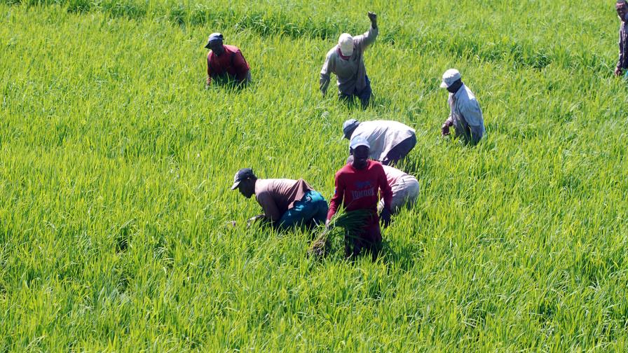 Los campos de arroz y la navidad