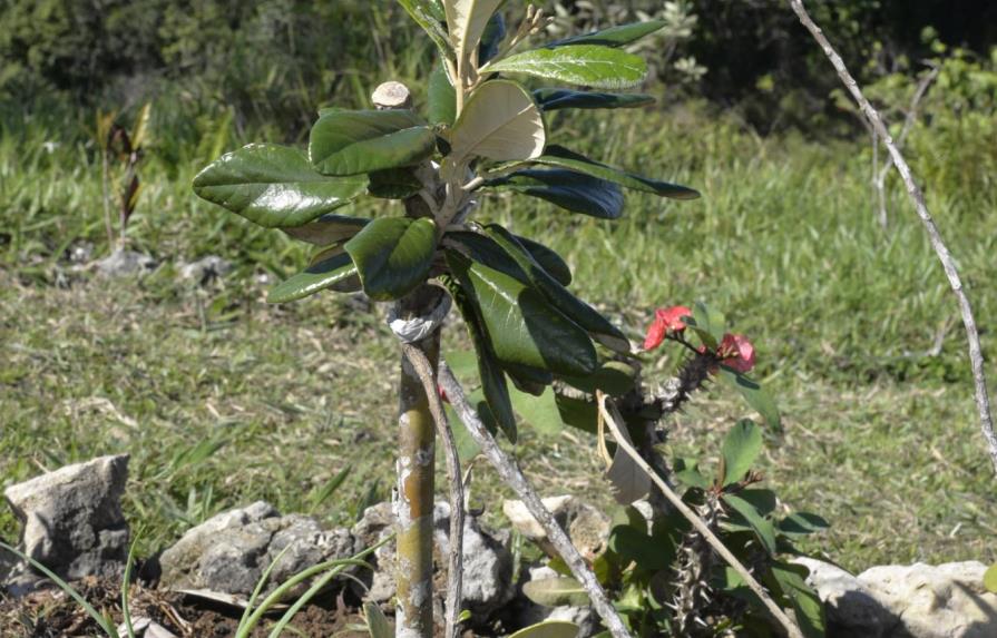 Domínguez Brito pide cuidar planta salcedoa, “especie única en el mundo”