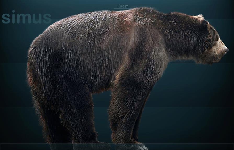 Estudio destrona al oso de cara corta como el mayor carnívoro del Pleistoceno
