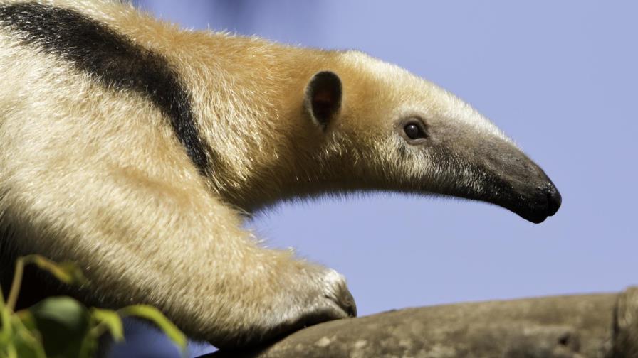 Descubren seis nuevas especies de oso hormiguero en Brasil Descubren seis nuevas especies de oso hormiguero en Brasil