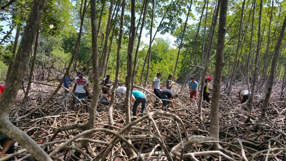 Siembran 30 mil  mangles en el Parque Nacional Los Haitises