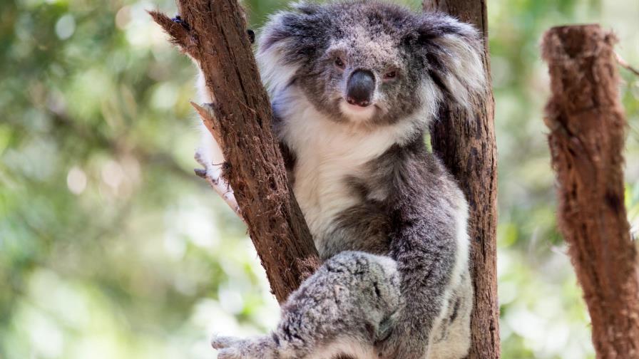El número de especies amenazadas alcanzó un nuevo récord en 2017 