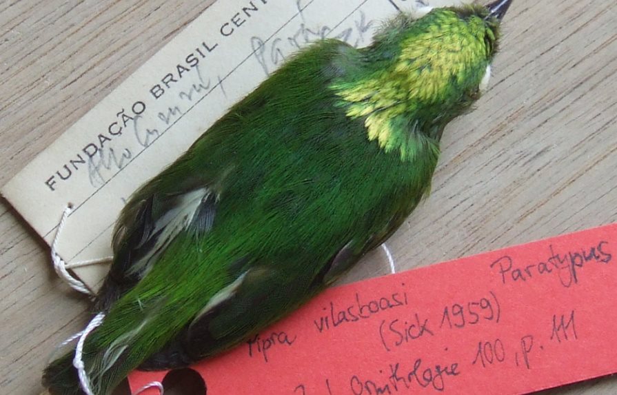 Registran a la primera ave híbrida del Amazonas, el saltarín coronidorado 