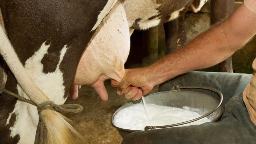 La leche de vaca no afecta la diabetes tipo I en niños 
