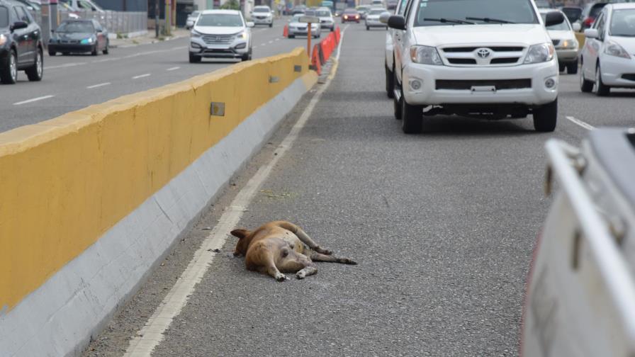 Hace falta un plan para el manejo de  los animales muertos en las calles