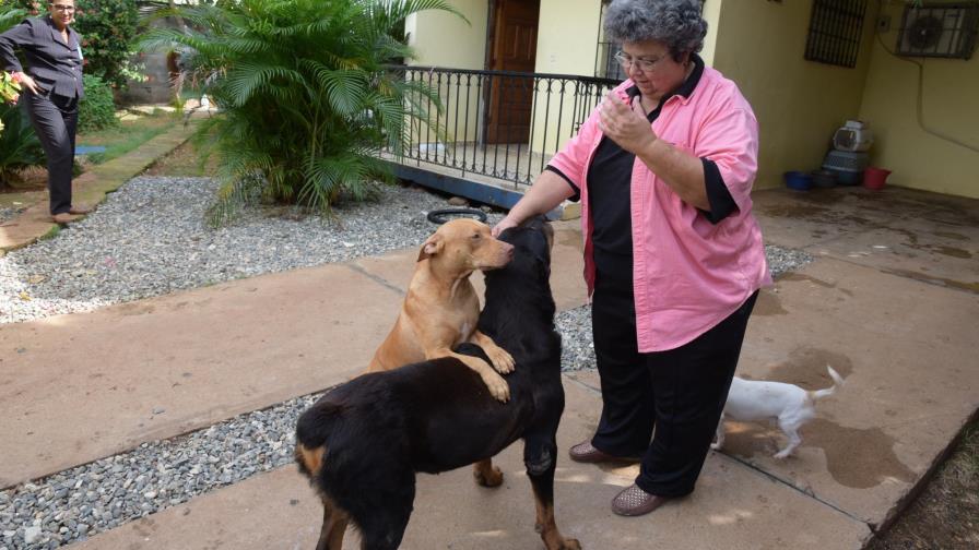 Ley 248-12 establece que cabildos  deben recoger animales muertos