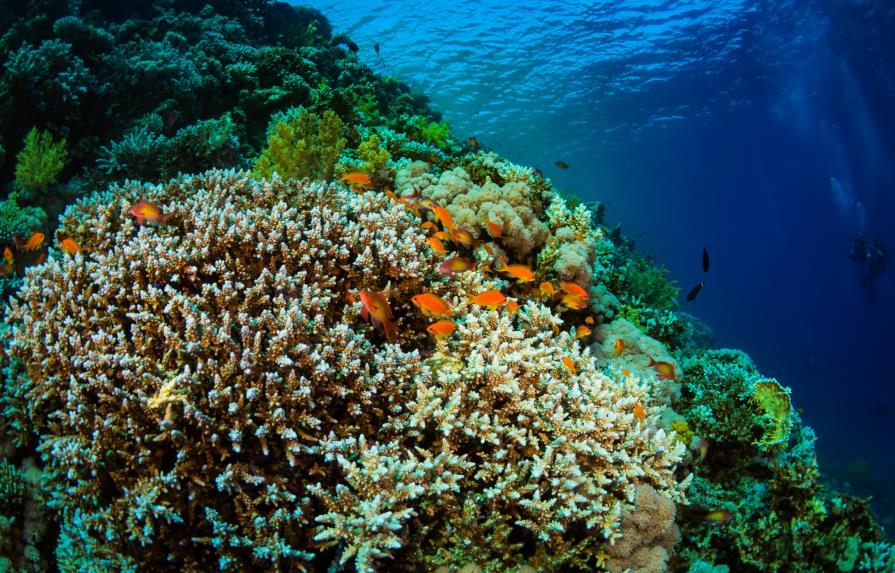 Arrecifes de coral corren peligro a causa del calentamiento global 