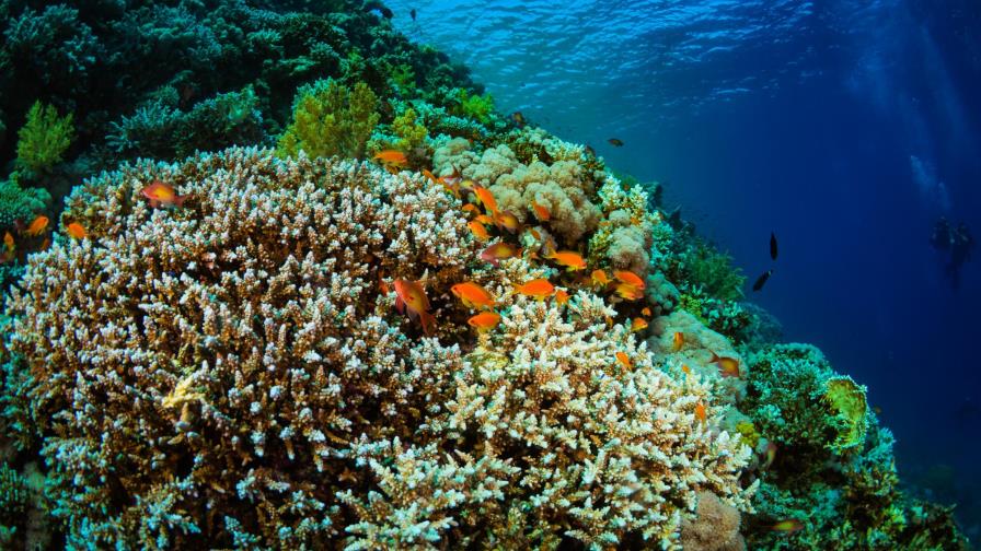 Arrecifes de coral corren peligro a causa del calentamiento global 