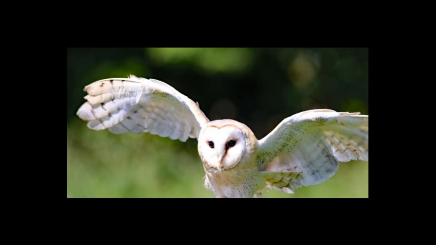 La lechuza común, una rapaz nocturna muy amenazada, elegida Ave del Año 2018