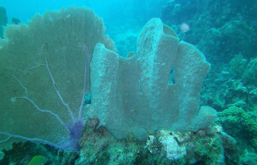 República Dominicana asume compromisos para la protección y conservación de arrecifes de coral