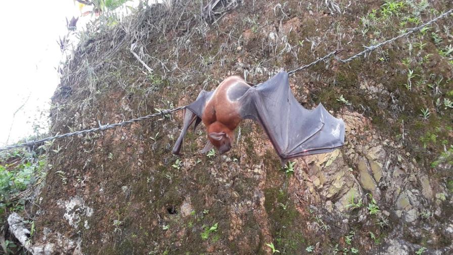 Foto de gran murciélago pescador genera curiosidad en Miches y El Seibo Foto de gran murciélago pescador genera curiosidad en Miches y El Seibo