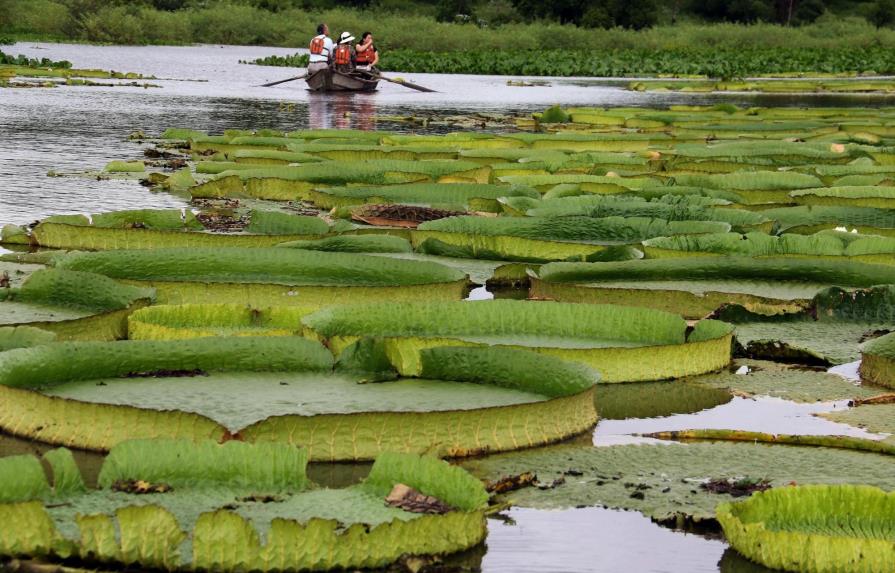 Maravilla natural de lirios brota en río en Paraguay para deleite turístico 